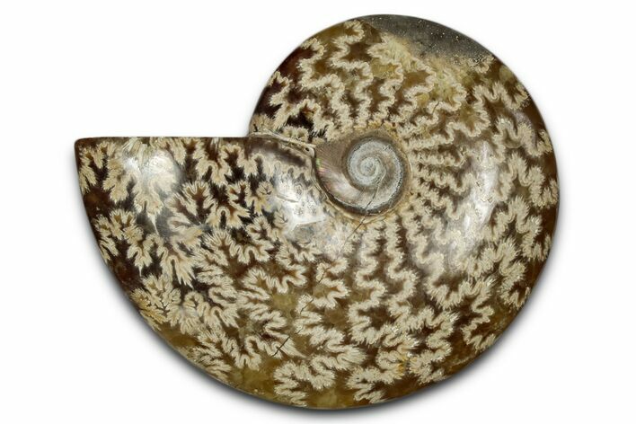 Polished Ammonite (Cleoniceras) Fossil - Madagascar #339178